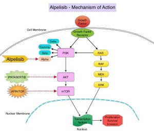 Alpelisib-Mechanism-of-Action 